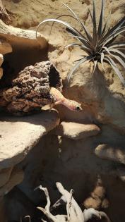 Leopardgeckos in liebevolle Hände abzugeben
