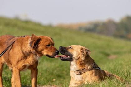 Fibi und Frolic hängen sehr aneinander