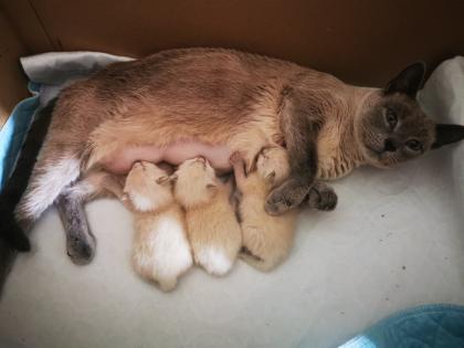 Siam kitten suchen ihr neues Zuhause