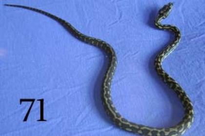 4. 4 Dschungelteppichpython ab 70 Euro