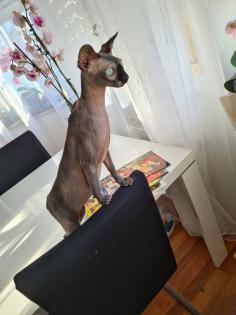 Sphynx Mädchen 11 Monate Jung