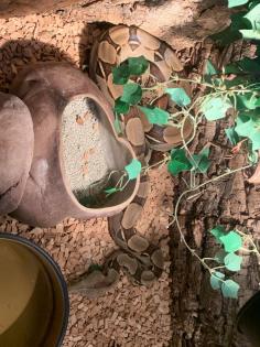 Boa Constrictor Imperator