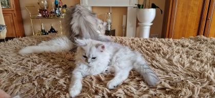 Perser Baby s mit richtige Nase