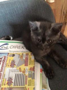 BKH -Kitten -Mix Kater