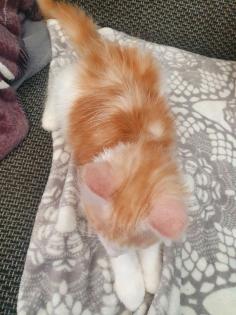 Main coon Katzen zu verkaufen.