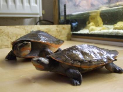 2 Rotbauch Spitzkopfschildkröten mit Aquarium Zubehör