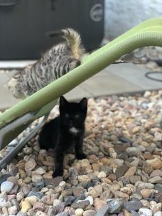 11 Wochen alte Katzenbabys