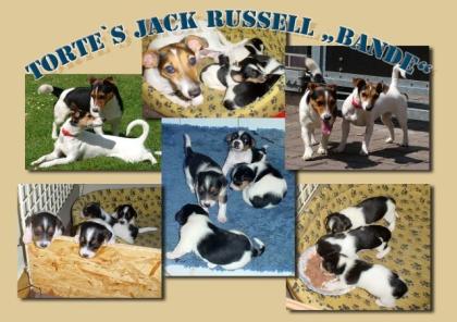 Torte s Jack Russell Bande