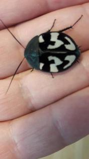 Therea Olegrandjeani Nymphen