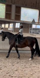 Suche Reitbeteiligung Reiter sucht Pferd