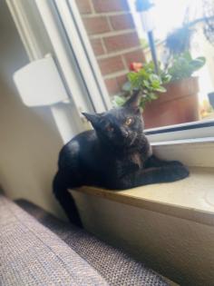 Katze verkaufen heißt bagera sucht ein neues wohnung