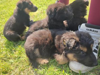 Schäferhundwelpen abzugeben ab den 6. 6