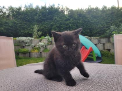 BKH/EHK Mix Kater ab 18. 10 abgabebereit