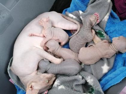 Kanadische SPHYNX Kitten