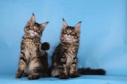 Reinrassige Maine coon Stammbaum
