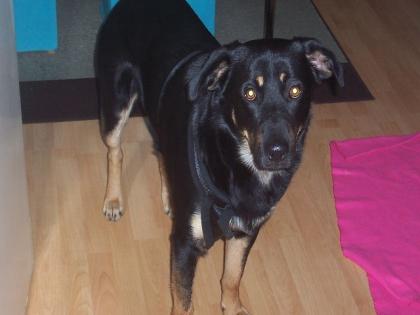Schäferhund Mischling beacuoron
