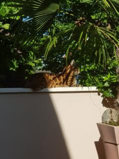 Liebevoller Kater Reinrassig Bengal in Gute Hände abzugeben