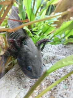 Axolotl Wildlinge ca. 10 Monate alt