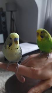 Wellensittich Pärchen Zahm