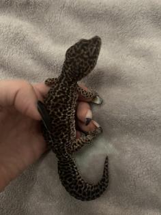 Leopardengecko black Night