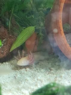 Axolotl jungtiere suchen ein neues Zuhause