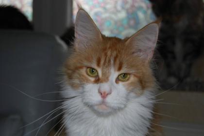 Maine Coon Jungkatze m. P.