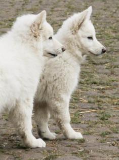 Weißer-Schweizer-Schäferhund-Welpen
