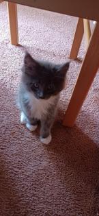 Maine-Coon-Kätzchen suchen ein neues Zuhause