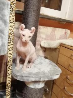 Sphynx Elf reinrassig