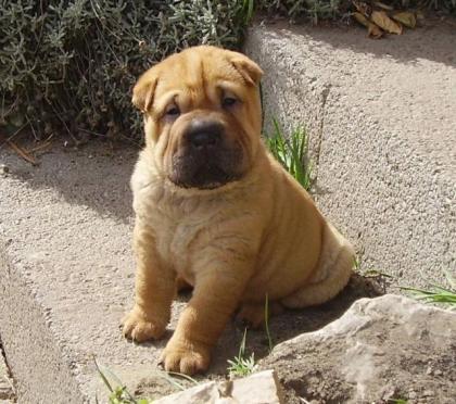 Shar-pei welpe