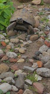 Maurische Landschildkröte