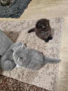 Scottish katzen lange und kurze Haare