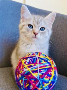 BKH Kitten, Silver Shaded, Stammbaum