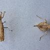Brancsikia freyi L5 und Pseudocreobotra wahlbergii L1/L2 - Gottesanbeterin - Man