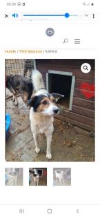 Tolle Welpen, Junghunde Hundesenioren