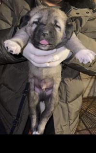 Reinrassige Panter und Hanli Kangal Welpen