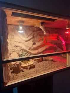 Bartagame mit Terrarium und Zubehör