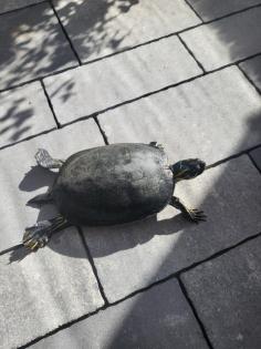 Wasserschildkröte zu Verschenken