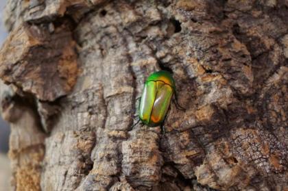Chlorocala africana camerunica