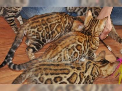 Rehoming respektvolle Kätzchen Bengal