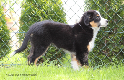 Black tri Mini Australian Shepherd Rüde mit Papieren abzugeben