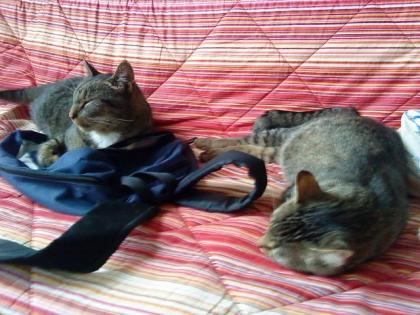 2 super süße Hauskatzen in liebevolle Hände abzugeben zu verschenken