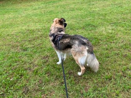 Timon. ist ein toller Hund, loyal und sehr auf seinen Menschen bezogen