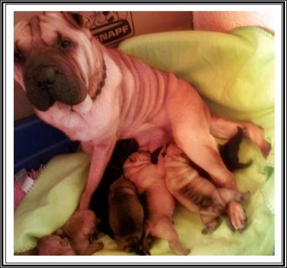 Achtung Sharpei Fan s oder die das Individuelle möchten aufgepasst Wir haben