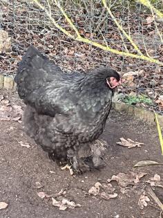 Bruteier Brahma gelockt und glatt