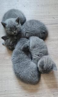 BKH Kitten suchen ein Zuhause