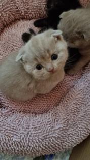 BKH Scotiish Ford Kitten
