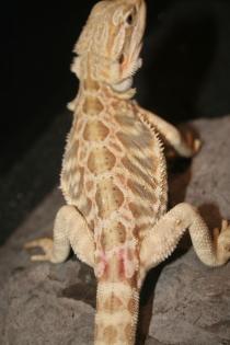 Hypoleatherbacks, Hypos, Citrus, Orange, Multicolours abzugeben