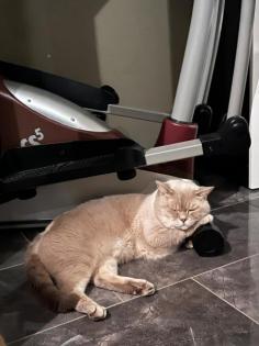 Deckkater