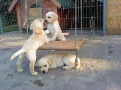 SUPER Kleines und Entzückende Labrador welpen